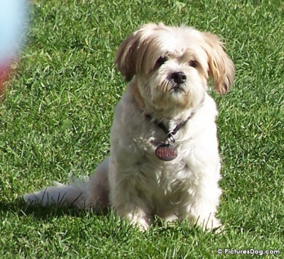 apso lhasa dog. Lhasa Apso Dog Breeders