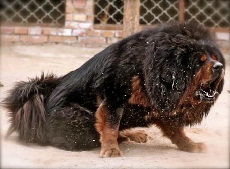 Tibetan Mastiff Dogs,Tibetan Dog,