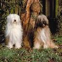 Tibetan Terrier Dog Pictures