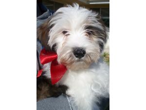 Tibetan Terrier Puppy Dog Pictures Tibetan Terrier Puppy Dog Pictures