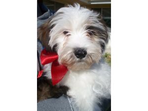 Tibetan Terrier Puppy Dog Pictures