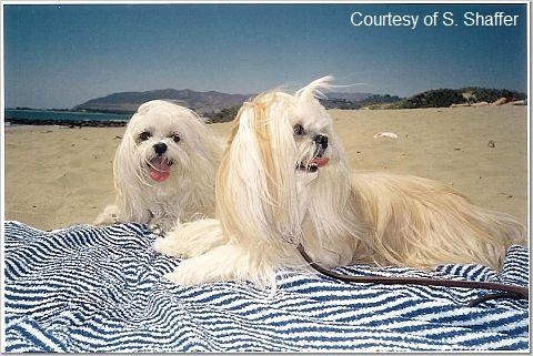 Lhasa Apso Pics,picture of lhasa apso,lhasa apso pictures,Tibetan dog,Tibetan pictures