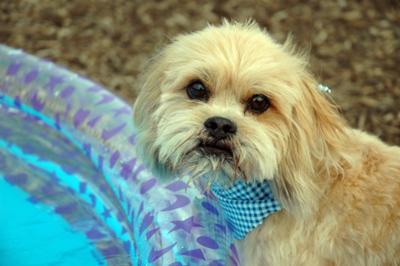 Bailey at the dog park