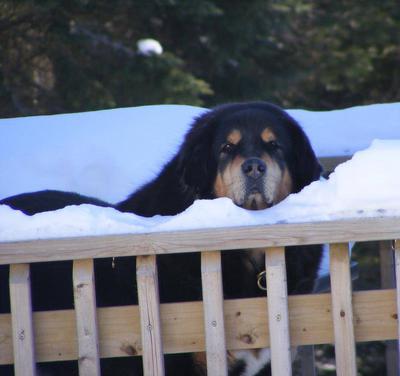 Tibetan Mastiff Cassie Girl