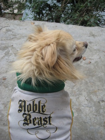 Pictures of Tibetan Spaniel Dog