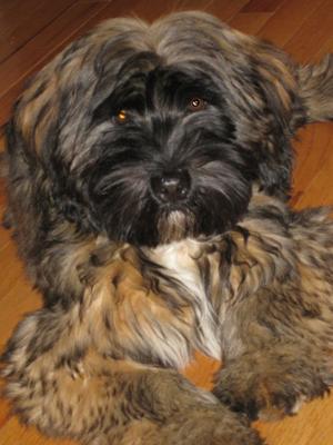 Famous Seamus the Tibetan Terrier