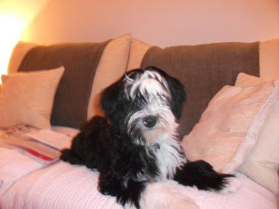 Tibetan terrier dogs are gorgeous!