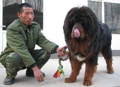 Tibetan Mastiff Dogs,Tibetan Dog,Tibetan Pictures