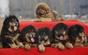 Rare Mastiff Dog Breeds,tibetian mastiff,giant mastiff,tibetan mastiff for sale,tibetan mastiff dogs,tibetan pictures