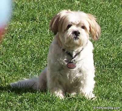 Lhasa Apso Tibetan Dog