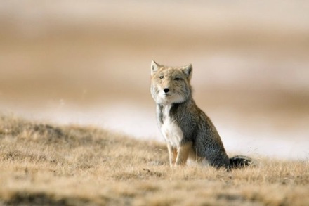 picture-of-a-tibetan-fox-animal.jpg