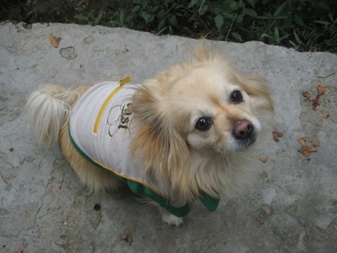 Tibetan Dog,tibetan terrier info,lhasa apso pics and photos,Tibetan Pictures,lhasa apso pictures Tibetan Dog,tibetan terrier info,lhasa apso pics and photos,Tibetan Pictures,lhasa apso pictures